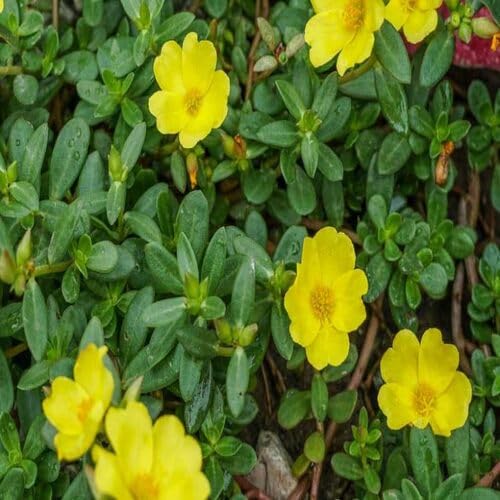 Yellow Purslane Flower Seeds – Heirloom Non-GMO High Germination Organic Garden Seeds