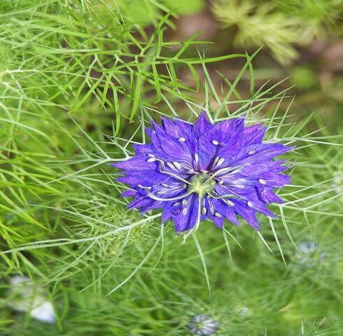 Purple Nigella Flower Seeds – Heirloom, Non-GMO, High Germination Organic Garden Seeds for Planting