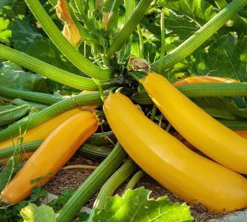 Gelbe Kürbiskerne – Alte Sorte, gentechnikfrei, keimstark, Bio-Gartensaat zum Pflanzen