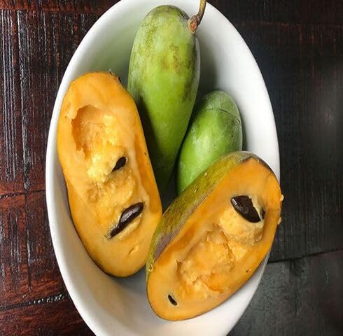 Grüne Papaya-Samen – Alte Sorte, gentechnikfrei, hohe Keimfähigkeit, Bio-Gartensamen
