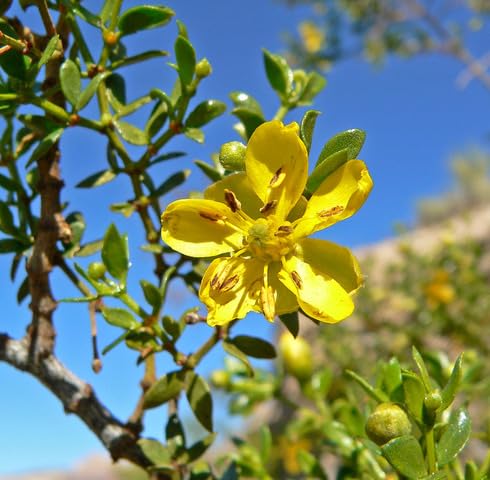 yellow larrea flower seeds