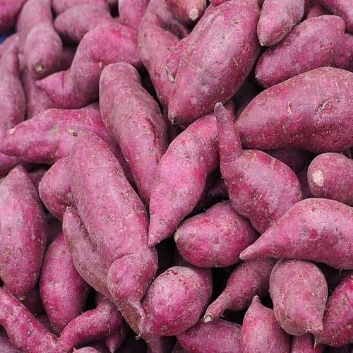 Red Sweet Potato Seeds – Heirloom, Non-GMO, High Germination Organic Garden Seeds Planting