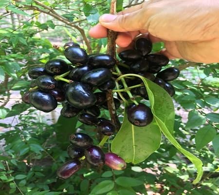 Jamun Seeds – Heirloom, Non-GMO, High Germination Organic Garden Seeds