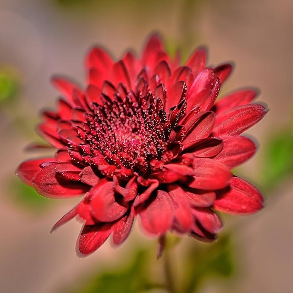 Semillas de crisantemo gigante rojo – Herencia, no transgénicas, de alta germinación