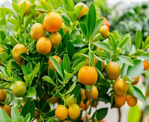 Calamondin Tree Seeds Orange – Heirloom, Non-GMO, High Germination Organic Garden Seeds