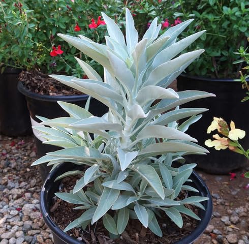 White Sage Plant Seeds Heirloom Non-GMO High Germination Organic Garden Seeds for Planting