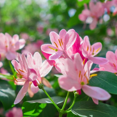 pink honeysuckle flower seeds