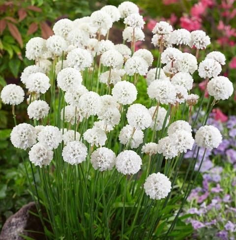White Armeria Flower Seeds Heirloom Non-GMO High Germination Organic Garden Seeds