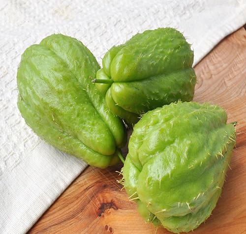 Green Chayote Seeds – Heirloom, Non-GMO, High Germination Organic Garden Seeds Planting