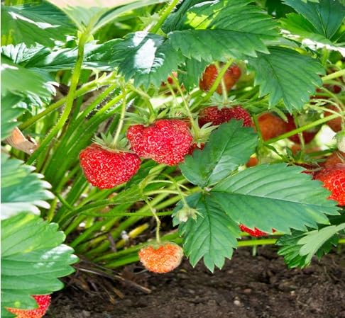 Strawberry Seeds – Heirloom, Non-GMO, High Germination Organic Garden Seeds