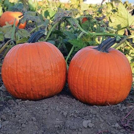 Pumpkin Orange Seeds – Heirloom, Non-GMO, High Germination Organic Garden Seeds Planting