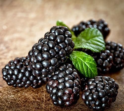 Black Huckleberry Seeds – Heirloom, Non-GMO, High Germination Organic Garden Seeds
