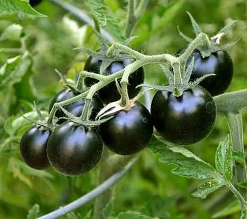Tomato Black Seeds – Heirloom, Non-GMO, High Germination Organic Garden Seeds