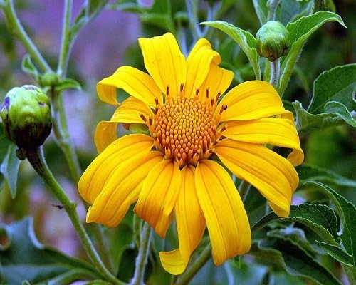 Yellow Tithonia Diversifolia Flower Seeds Heirloom Non-GMO High Germination Organic Garden Seeds