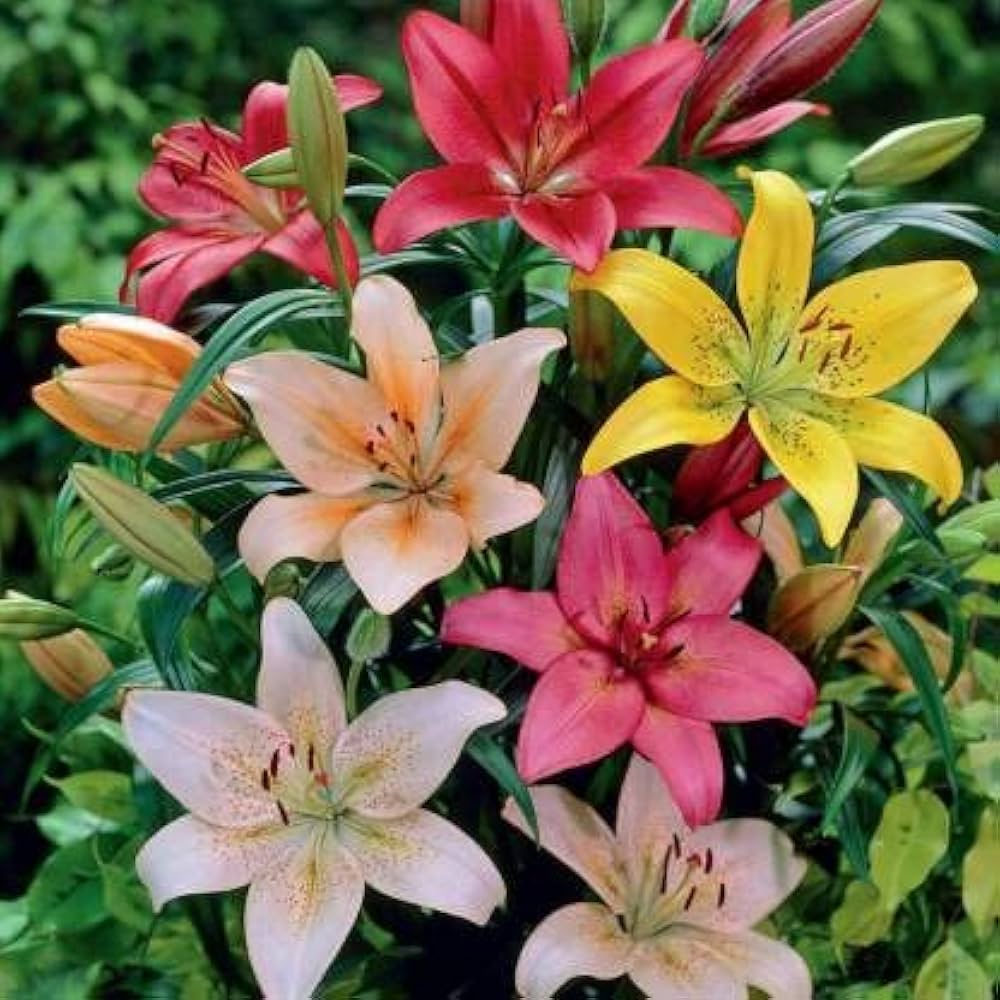 Lilium Flower Seeds Mixed – Heirloom, Non-GMO, High Germination Garden Seeds