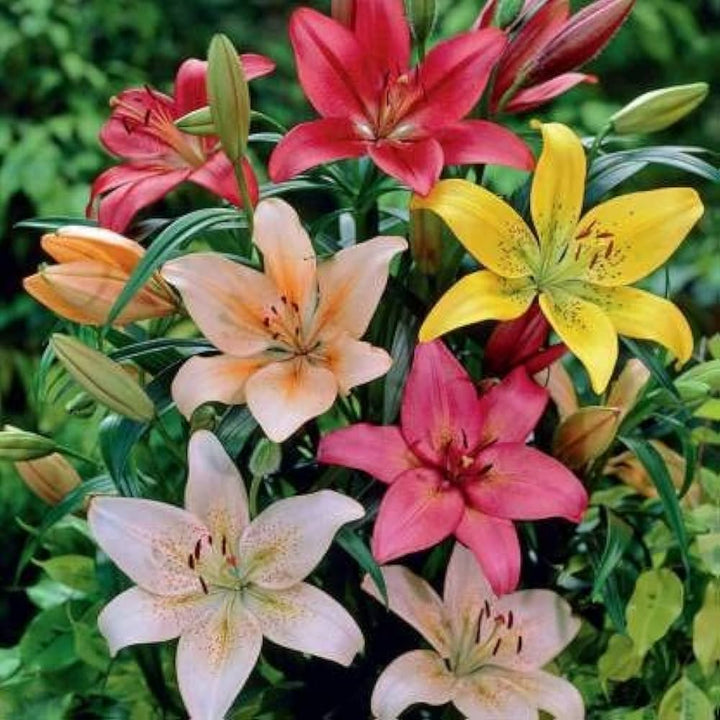 Lilium Flower Seeds Mixed – Heirloom, Non-GMO, High Germination Garden Seeds