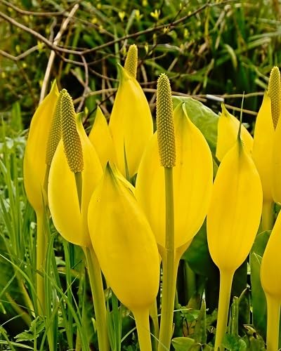 Yellow Cabbage Flower Seeds for Planting – Heirloom, Non-GMO, High Germination Organic Garden Seeds