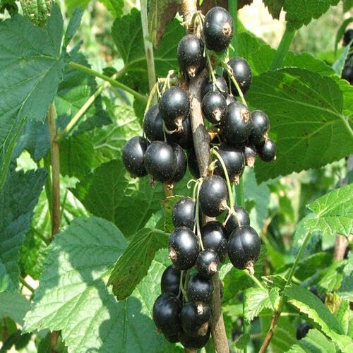 Blackcurrant Seeds – Heirloom, Non-GMO, High Germination Organic Garden Seeds