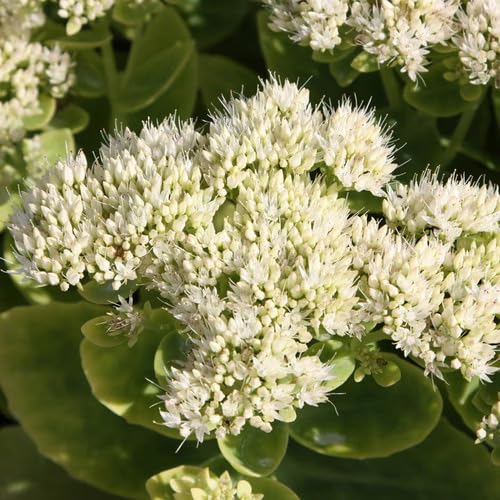 Sedum Flower Seeds for Planting – Heirloom, Non-GMO, High Germination Organic Garden Seeds
