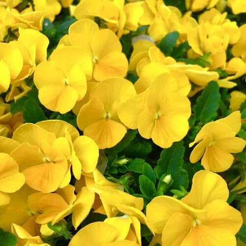 Viola Flower Seeds Yellow – Heirloom Non-GMO High Germination Organic Garden Seeds