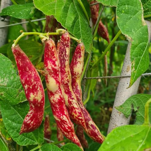 Red Bean Seeds – Heirloom, Non-GMO, High Germination Organic Garden Seeds Planting
