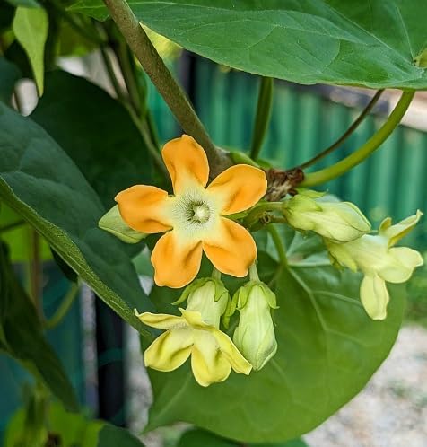Yellow Telosma Flower Seeds Heirloom Non-GMO High Germination Organic Garden Seeds