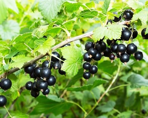 Black Currant Seeds – Heirloom, Non-GMO, High Germination Organic Garden Seeds