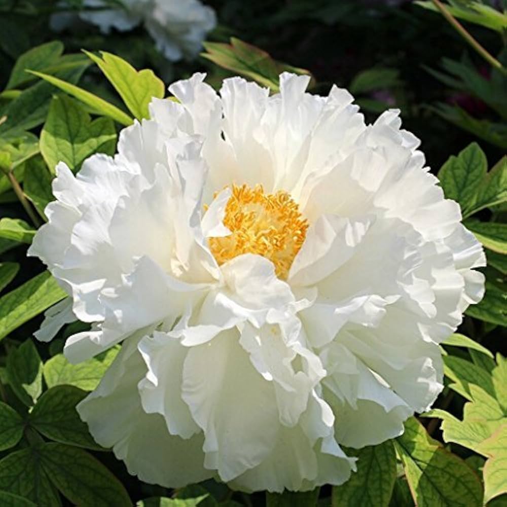 White Paeonia Flower Seeds – Heirloom, Non-GMO, High Germination Seeds