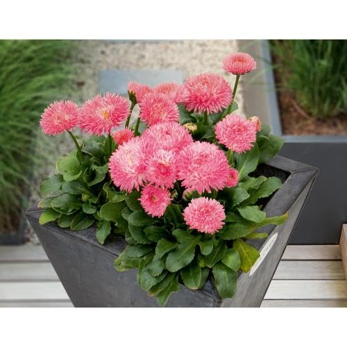 Pink Perennis Flower Seeds – Heirloom, Non-GMO, High Germination Organic Garden Seeds for Planting Seeds for Planting
