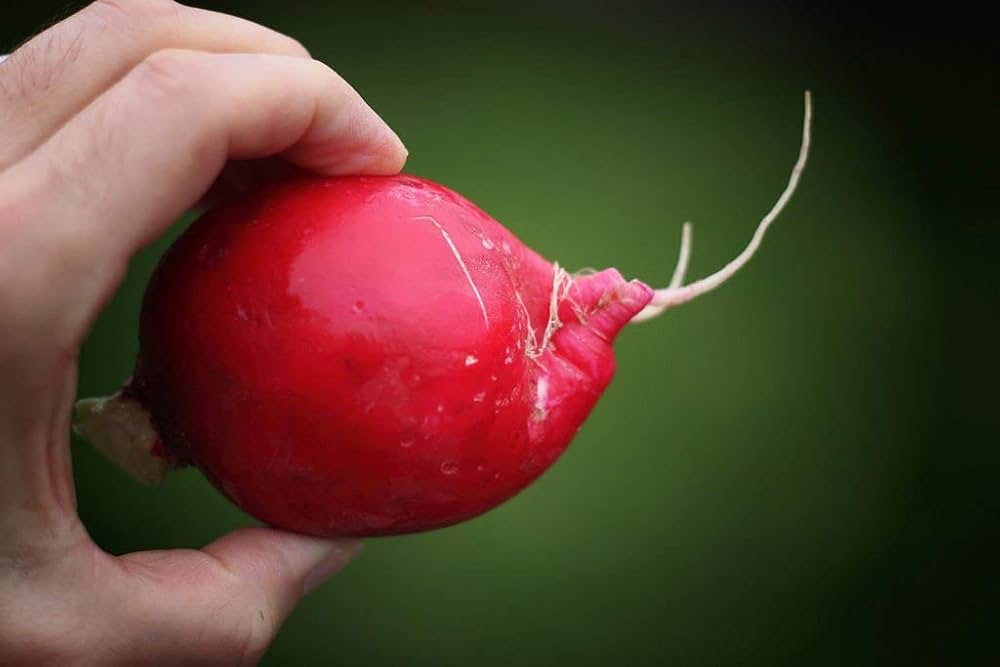 Meister Radish herb seeds