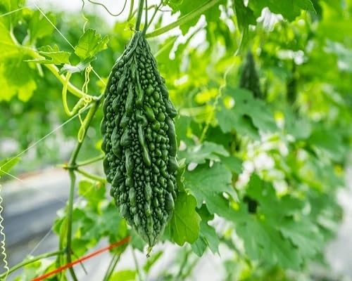 Green Bitter Gourd Seeds – Heirloom, Non-GMO, High Germination Organic Garden Seeds Planting