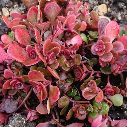 red sedum flower seeds