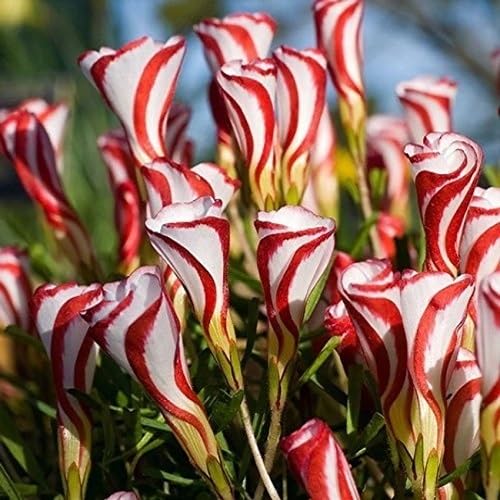 Red Oxalis Flowers Seeds – Heirloom, Non-GMO, High Germination Organic Garden Seeds for Planting