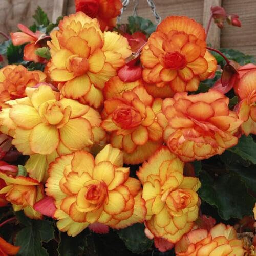 Semillas de Flor de Begonia Naranja Amarilla – Orgánicas, Heirloom, No Transgénicas, Alta Germinación