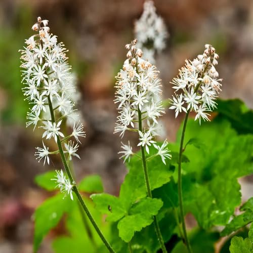 White Tiarella Flower Seeds Heirloom Non-GMO High Germination Organic Garden Seeds for Planting