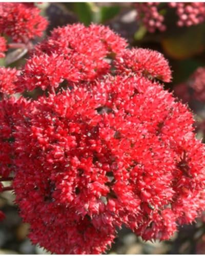 Red Sedum Flower Seeds for Planting – Heirloom, Non-GMO, High Germination Organic Garden Seeds