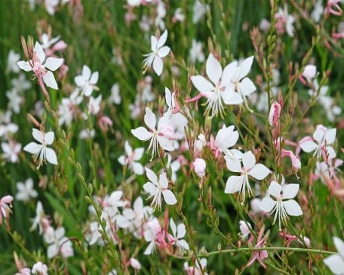 White Lindheimeri Flower Seeds Heirloom Non-GMO High Germination Organic Garden Seeds for Planting