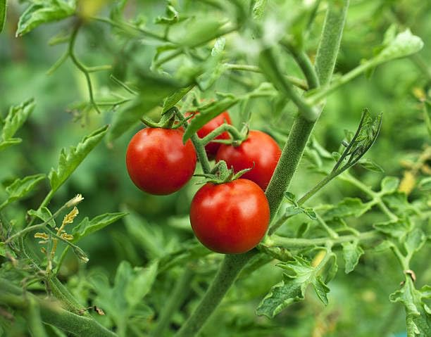 Red Tomato Seeds – Heirloom, Non-GMO, High Germination Organic Garden Seeds Planting