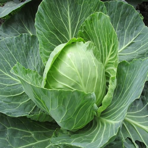 Cabbage Seeds – Heirloom, Non-GMO, High Germination Organic Garden Seeds Planting