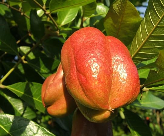 Semillas de ackee rojas, reliquia, sin OMG, alta germinación, orgánicas, semillas para plantar en el jardín