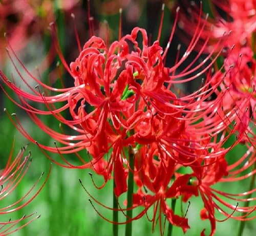 lycoris flower flower seeds