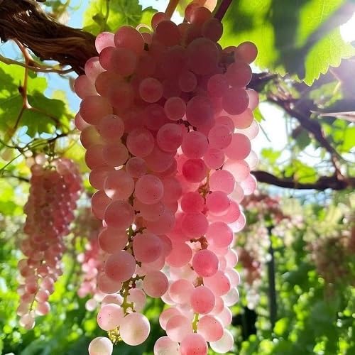 Pink Grapes Seeds – Heirloom, Non-GMO, High Germination Organic Garden Seeds