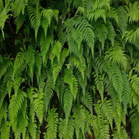 green fern flower seeds