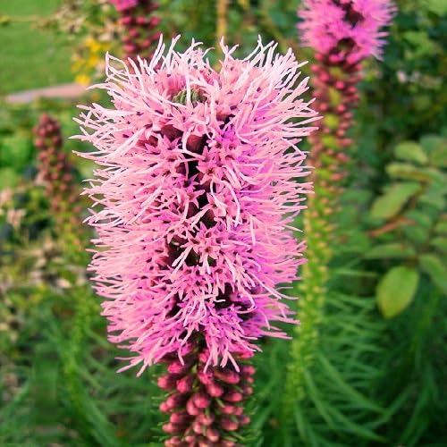 Pink Liatris Flower Seeds – Seeds for Planting, Heirloom, Non-GMO, High Germination Organic Garden Seeds