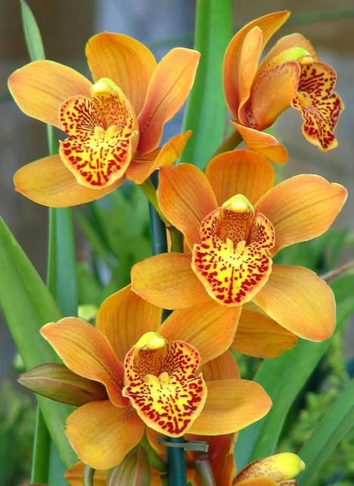 Orchideensamen orange – alte Sorte, gentechnikfrei, keimfreudige Bio-Gartensamen zum Pflanzen