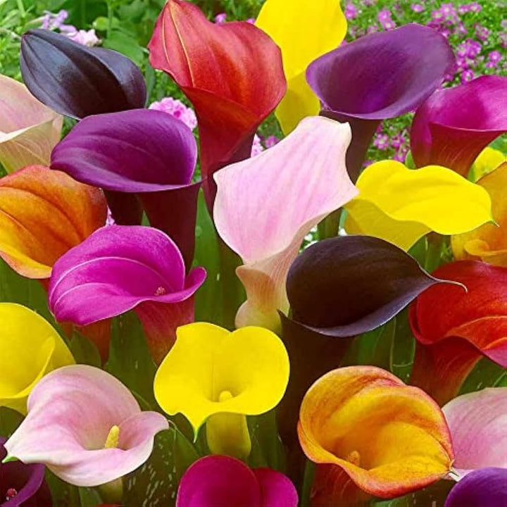 Mischung Calla Lilie Blumensamen – Alte Sorte, gentechnikfrei, hohe Keimfähigkeit Bio-Gartensamen zum Pflanzen
