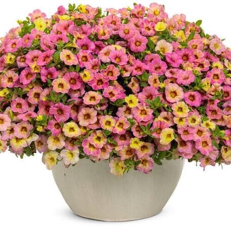 Pink Yellow Calibrachoa Flower Seeds – Heirloom, Non-GMO, High Germination Organic Garden Seeds for Planting Seeds for Planting