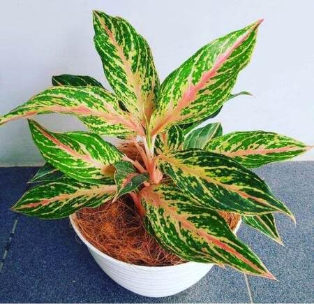 green aglaonema flower seeds