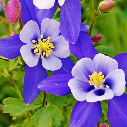 Violet Aquilegia Flower Seeds – Heirloom Non-GMO High Germination Organic Garden Seeds