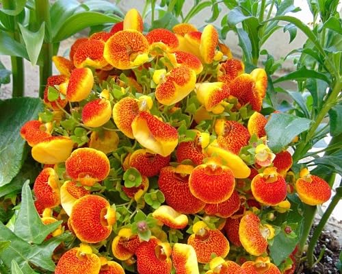 Calceolaria Flower Seeds Red Yellow – Heirloom Non-GMO High Germination Organic Garden Seeds